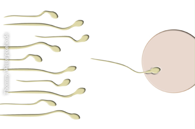 Hormonell wirksame Chemikalien stören die Befruchtung. Spermien finden die Eizelle nicht mehr oder haben Probleme beim Eindringen.