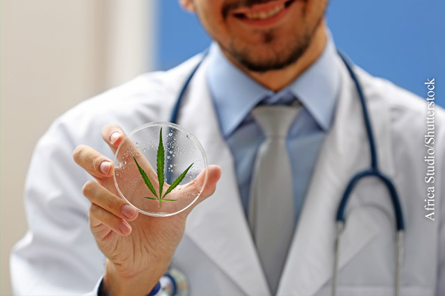 Viel diskutiert: Welche Potenziale hat Cannabis in der Medizin?