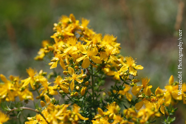Aus den gelben Blüten wird Rotöl gewonnen, das trockene und schuppige Haut beruhigt.