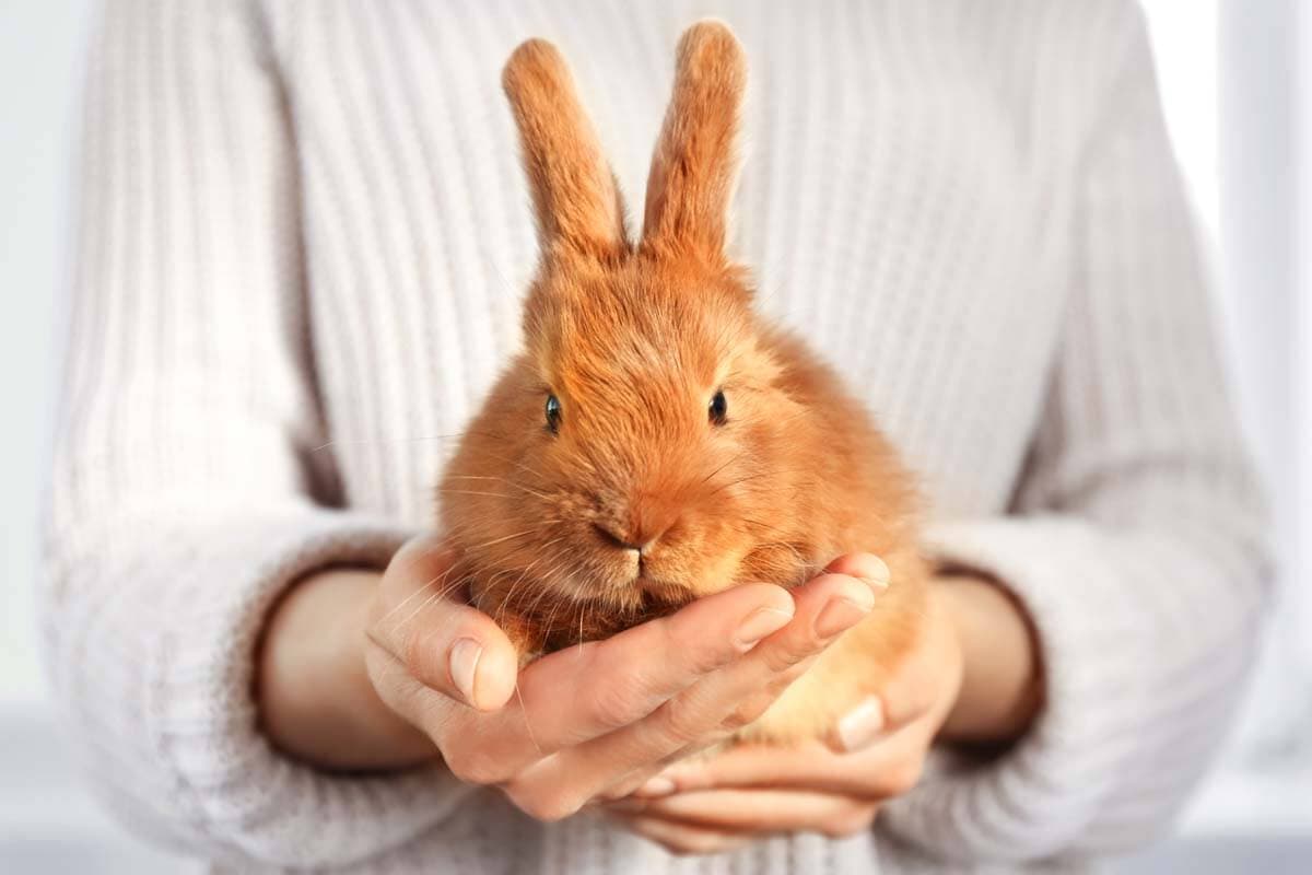 Kaninchen hilft bei Therapie