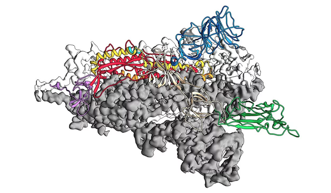 3D Struktur des Spike Proteins